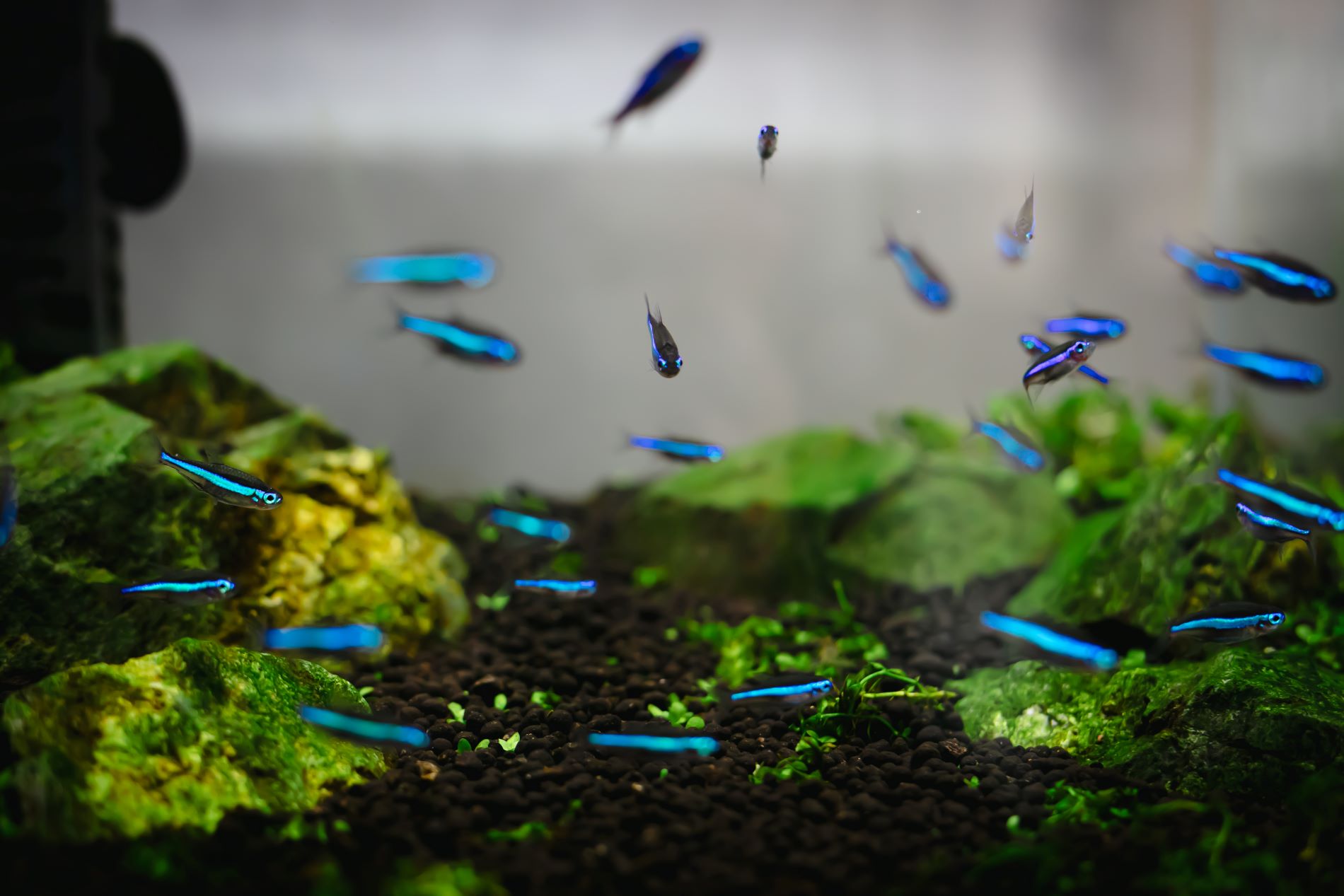 SALON MOGO OTSUKA 店内 水槽の魚